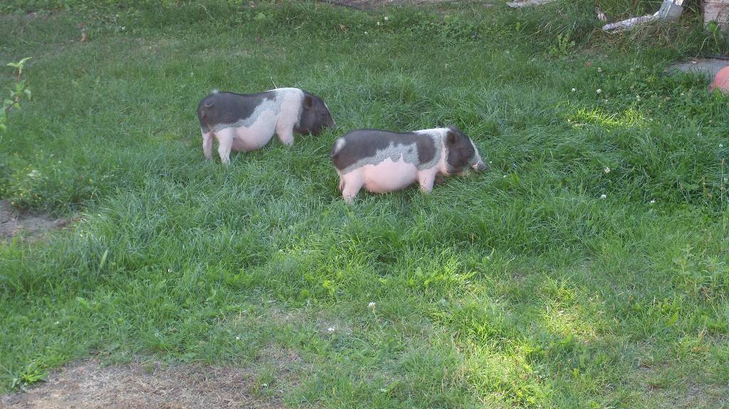 Minischweine Rosalie und Elvis