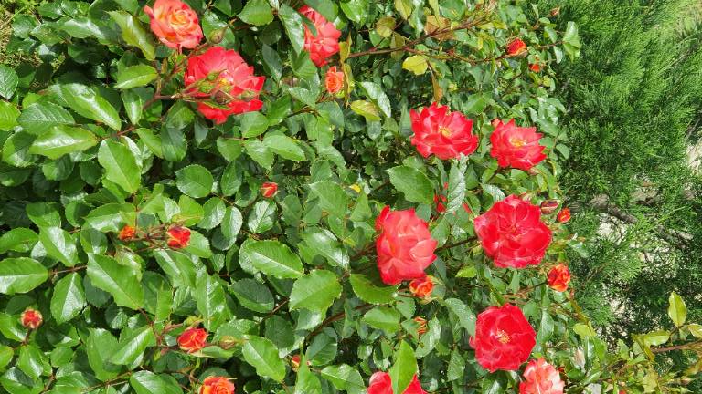 Rosenstrauch im Garten