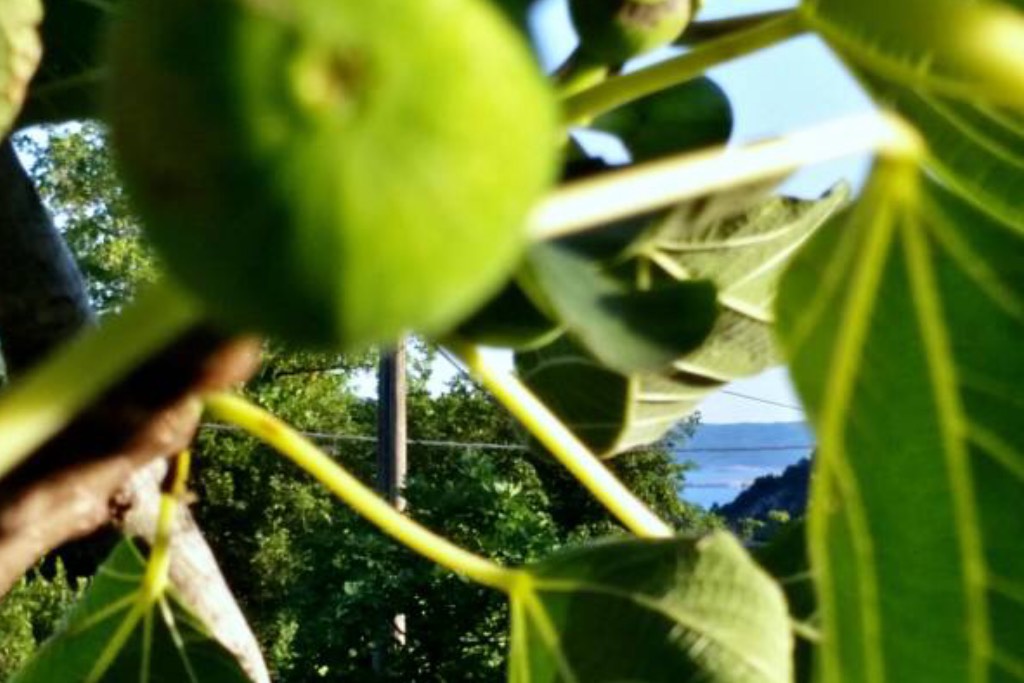 Feigenfrüchte aus dem mediterranen Garten