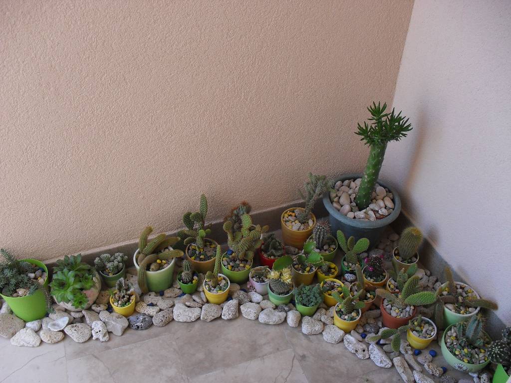 Dies sind die Kaktus vor dem App (2) und App (3)