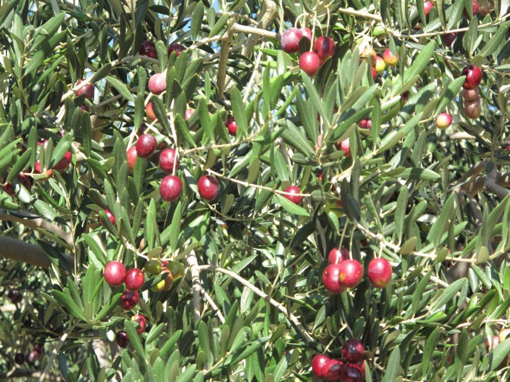 garden - olives